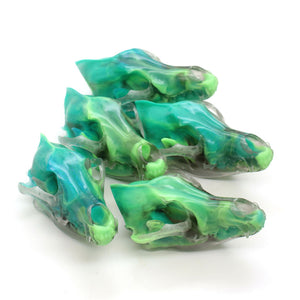 AQUARIUS mini coyote skull
