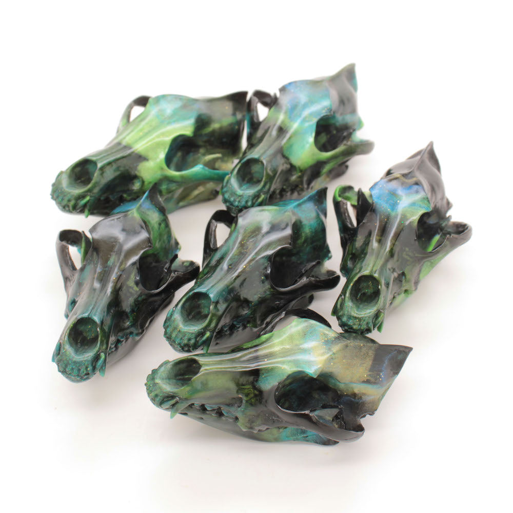 MEDUSA mini coyote skull