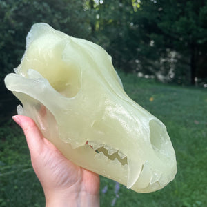 GREEN GLOW wolf skull - life size