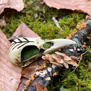 mossy magpie