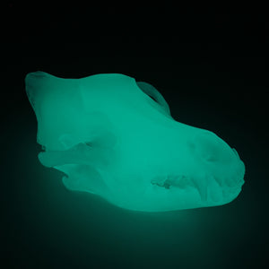 AQUA GLOW wolf skull