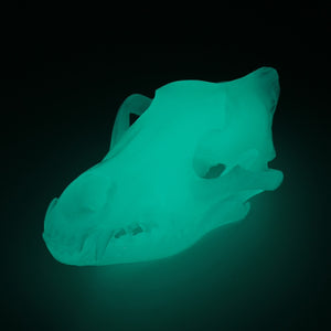 AQUA GLOW wolf skull