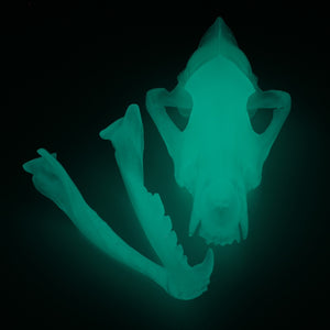 AQUA GLOW wolf skull