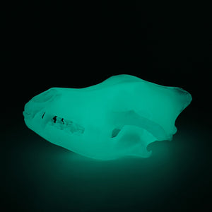 AQUA GLOW wolf skull