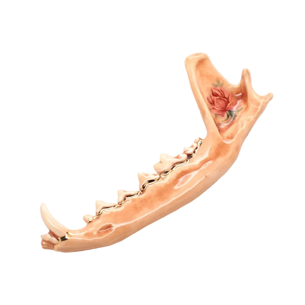 ceramic fox jaw xi