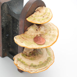 mushroom magnet set